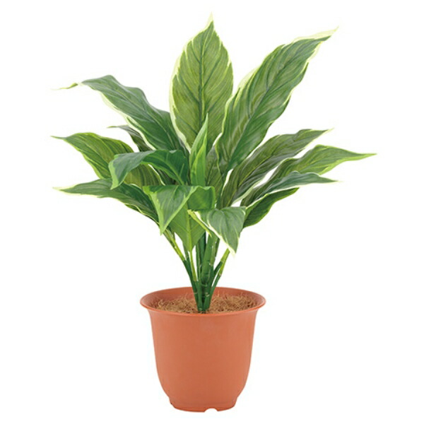 楽天市場】ハラン苗 大株（根巻） : 千草園芸