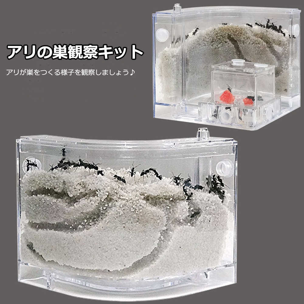 自由研究、蟻の巣、アリの巣、ant、飼育容器、餌場　小