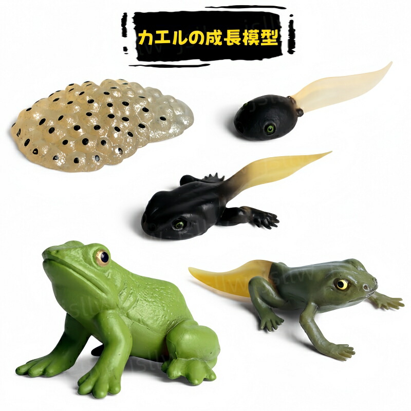 楽天市場】カエルの成長サイクル模型 リアル動物模型 おもちゃ