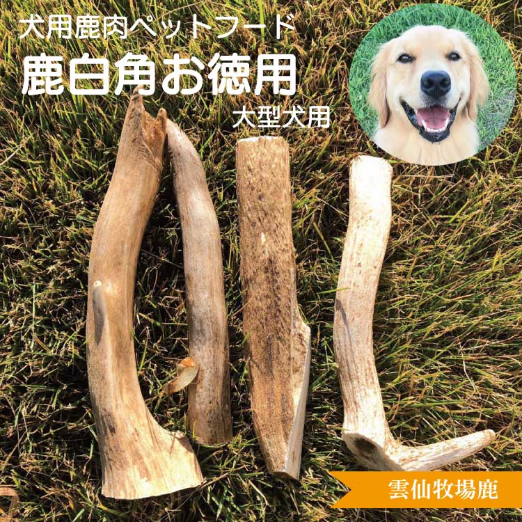 年間定番 雲仙牧場鹿 大型犬用 鹿白角 お徳用 ４本入 大きめサイズ 鹿角 鹿の角 大型犬 国産 無添加 無着色 おやつ ペットフード ドックフード カルシウム アレルギー ガム 歯 骨 ストレス 人気 鹿 角 徳用 牧場 おもちゃ 歯磨き デンタルケア Whitesforracialequity Org