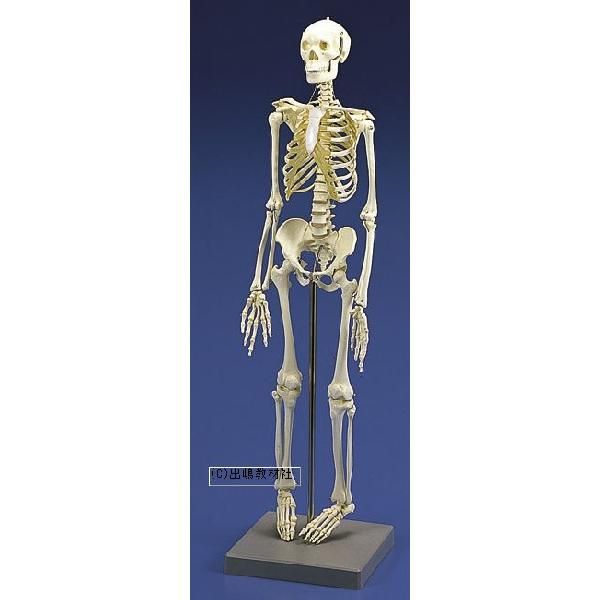 骨格標本　キーホルダー 人体模型・骨格キーホルダー