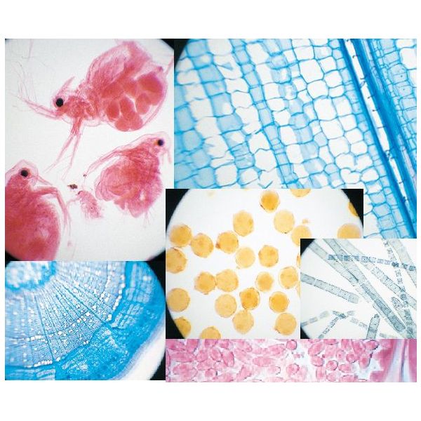 毛の荒物(草木)プレパラート各種 入れもの入 DJ-0228