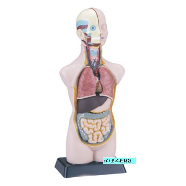 supreme 透明人体模型・妊娠体型 2点セット 妊婦解剖スケルトンモデル (プラモデル) - ホビーサーチ ミリタリープラモ