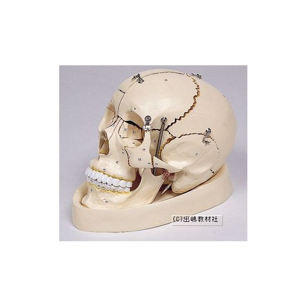 キッズ用教材 お道具箱 自由研究 実験器具 頭骨分解模型キッズ ベビー マタニティ