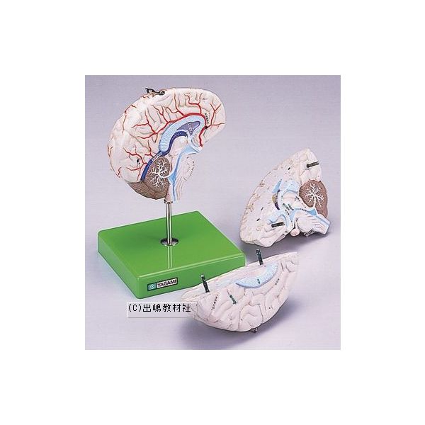 脳解剖模型　3分解