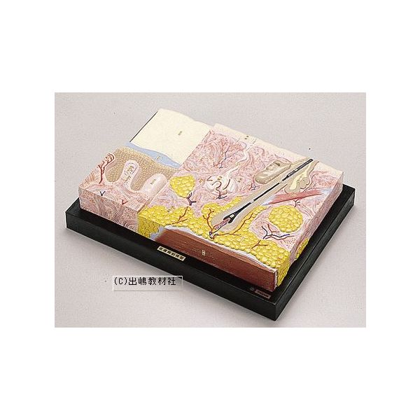 皮膚構造(解剖)模型|理化学ショップ店