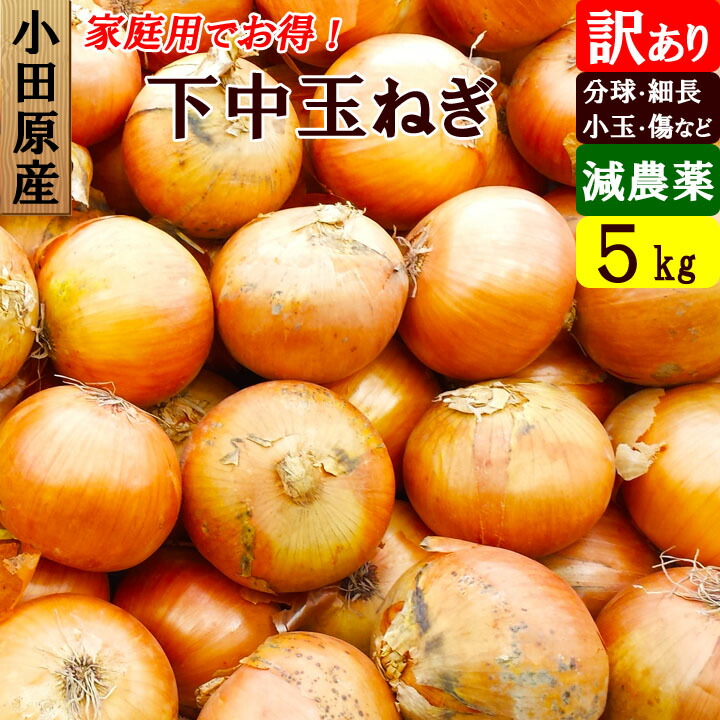 在庫あり/即出荷可】 小田原産 下中玉ねぎ 訳あり 5kg 小玉 特別栽培 減農薬 甘い 家庭用 産地直送 お取り寄せ