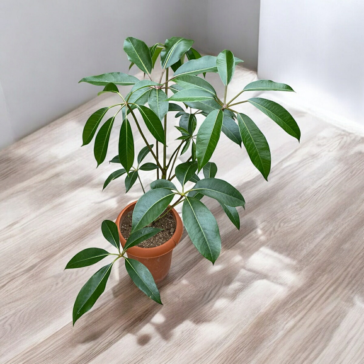 チュピタンサス （シェフレラ・ピュックレリ）6号プラ鉢 観葉植物 花言葉「幸福」