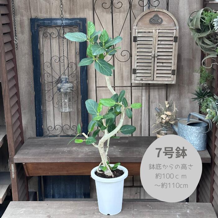 楽天市場】フィカス ベンガレンシス 4号サイズ 鉢植え 観葉植物 高さ 