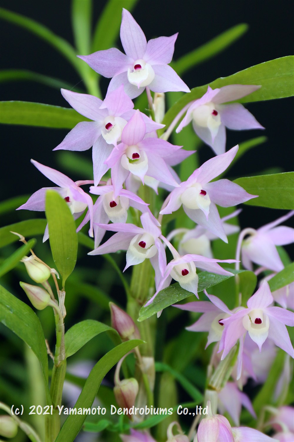 楽天市場】デンドロビューム原種の苗Den. anosmum fma