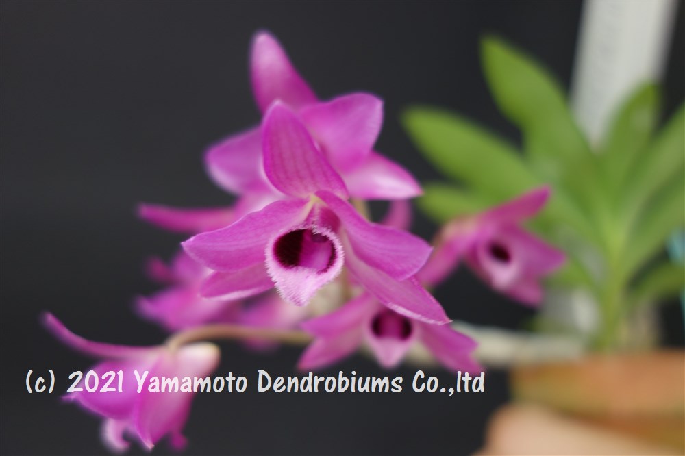 楽天市場】デンドロビューム原種の苗Den. friedericksianum