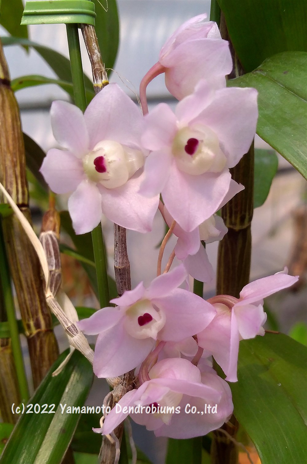 楽天市場】デンドロビューム原種の苗Den. hercoglossum (Dwarf type)ヘルコグロッサム（雲南省産矮性タイプ ）１作開花サイズ苗です。花は咲いていません。  : 山本デンドロビューム園鉢物shop