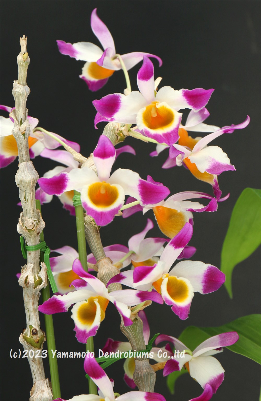 楽天市場】デンドロビューム原種の苗Den. aphyllum (pierardii) `Madam