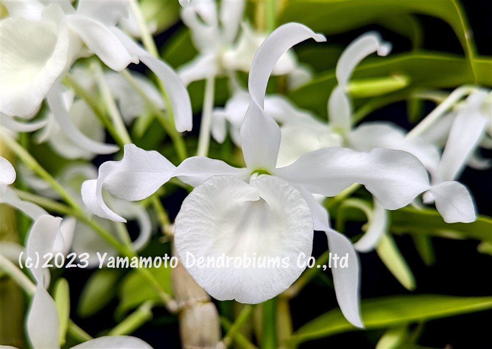 楽天市場】デンドロビューム原種の苗Den. cretaceum 'KiKi