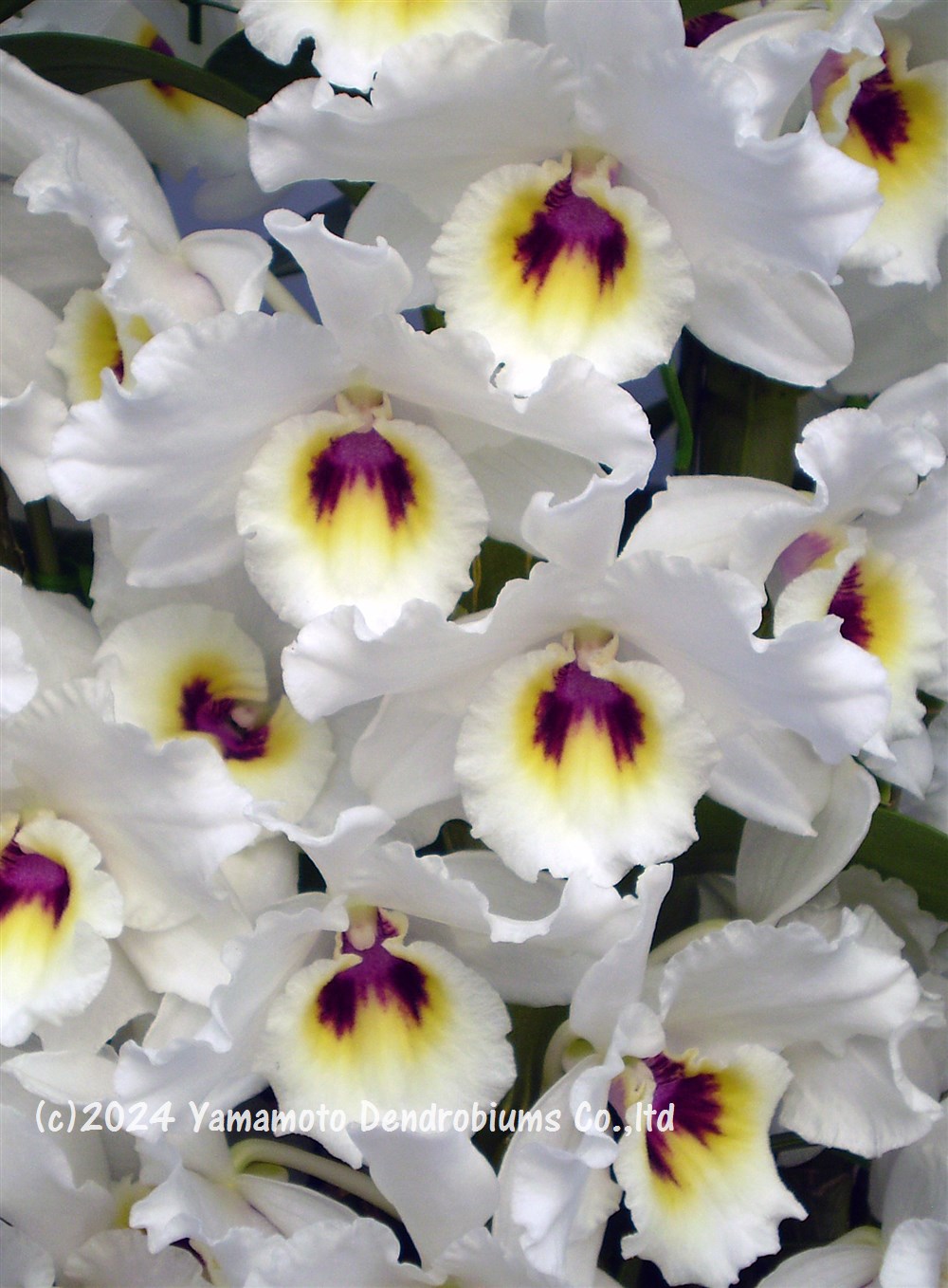 楽天市場】デンドロビューム苗Den.Brilliant Smile 'Hiromi' BM/JGP