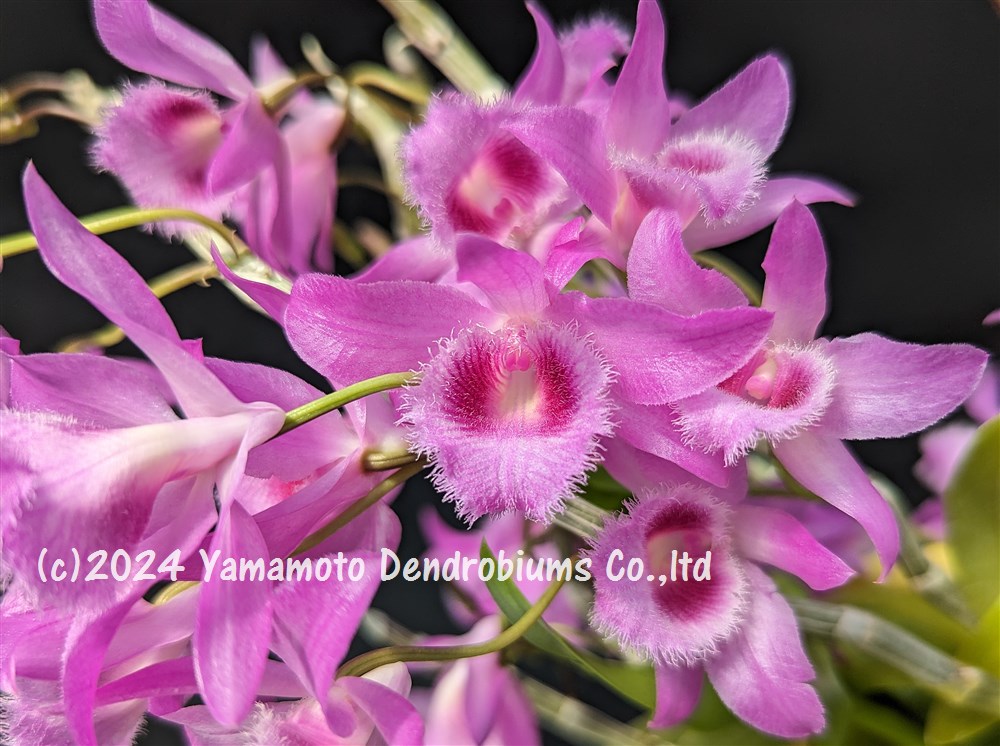 楽天市場】【デンドロビューム苗】Den.Jan Orinstein 'Red & White