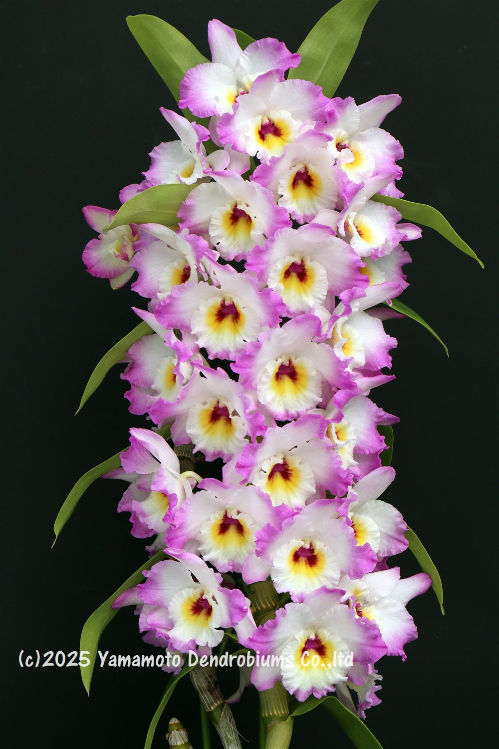 【花＊花】ルーテボ(RUTEBO)Turgumma(ラッキーガール)① 北欧アンティーク】ルーテボ(RUTEBO)Turgumma(ラッキーガール)①