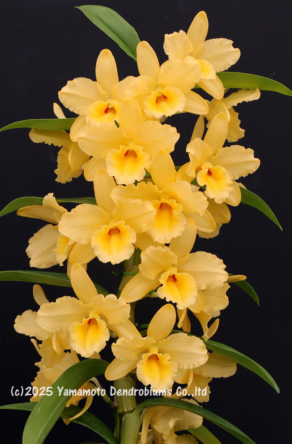 楽天市場】デンドロビューム苗Den.Sunny Gold'Spring Shower'SQ/JOGA