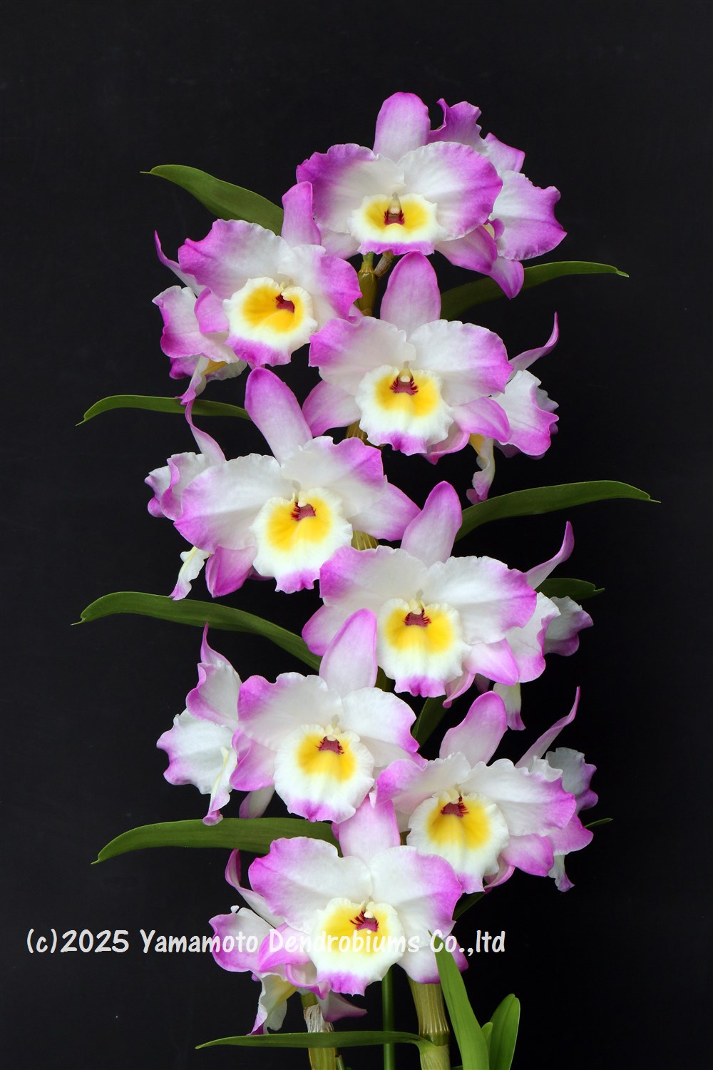 user_6cd345d3です⭐︎ デンドロビウム（原種）トレチェリアナム デンドロビウム（原種）：トリアケリアナム 3号ポット の通販