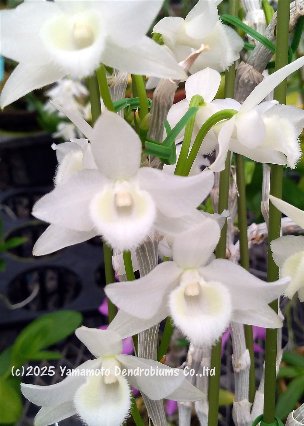 楽天市場】デンドロビューム原種の苗Den. friedericksianum 'Kurashiki