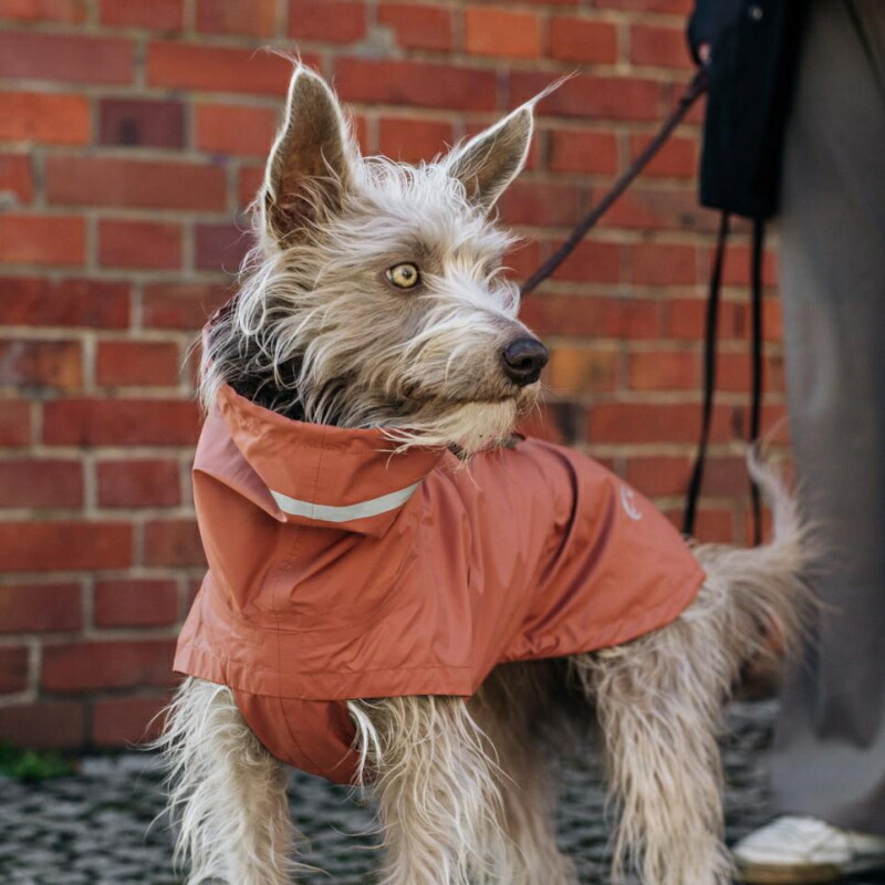 DogRaincoatHamburgレインコートハンブルクMossGreenSize7犬用レインコートCloud7クラウド7