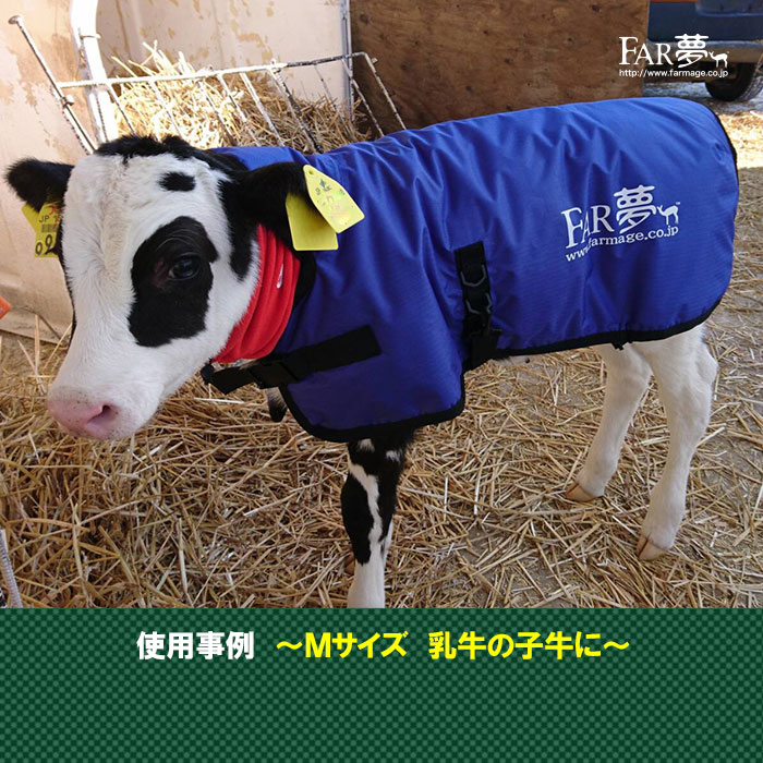 首まで温かい!子牛の防寒対策に!サーモー(保温カーフジャケット)