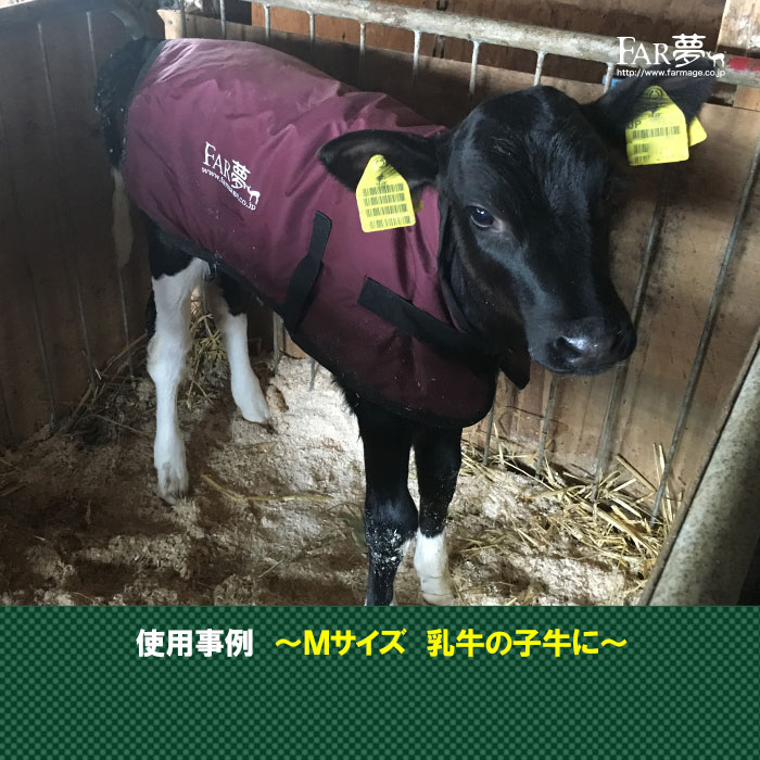 首まで温かい!子牛の防寒対策に!サーモー(保温カーフジャケット)