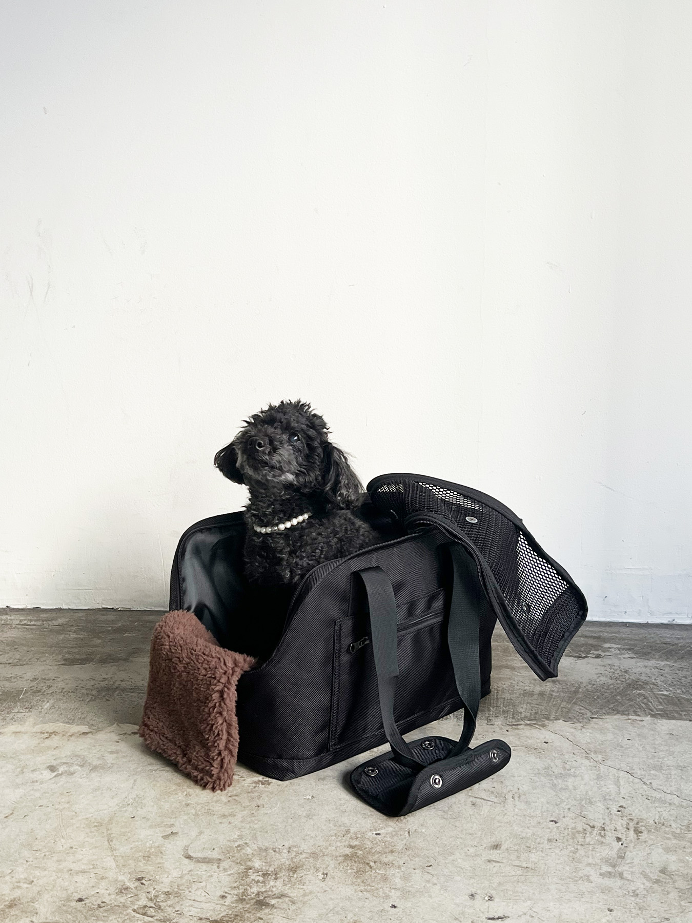 楽天市場】【特典あり】PUFF pet carry tote M P24001[犬 超小型犬