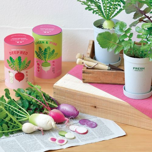 楽天市場】【アウトレットセール】聖新陶芸 The BONSAI 栽培セット