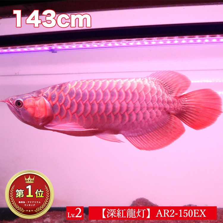 楽天市場 アロワナ ライト 紅龍 150cm水槽用 深紅龍灯 スーパーレッド レベル2 Ex Led 2列 水中 照明器具 水中蛍光灯 アクアリウム 熱帯魚 アジアアロワナ ディスカス でんらい Ar2 150 Ex 送料無料 Ar2 Ex でんらい