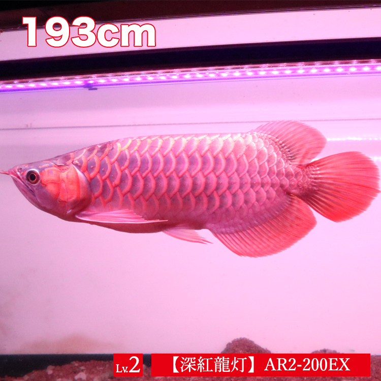 楽天市場 アロワナ ライト 紅龍 0cm水槽用 深紅龍灯 スーパーレッド レベル2 Ex Led 2列 水中 照明 水中蛍光灯 アクアリウム 熱帯魚 アジアアロワナ ディスカス でんらい Ar2 0 Ex 送料無料 Ar2 Ex でんらい