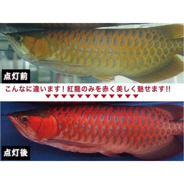 楽天 楽天市場 アウトレット アロワナ ライト 紅龍 1cm水槽 スーパーレッド レベル2 照明 Led 水中 上部 水中蛍光灯 アクアリウム 熱帯魚 アジアアロワナ用 でんらい Ar2 1 送料無料 でんらい 史上最も激安 Www Lexusoman Com