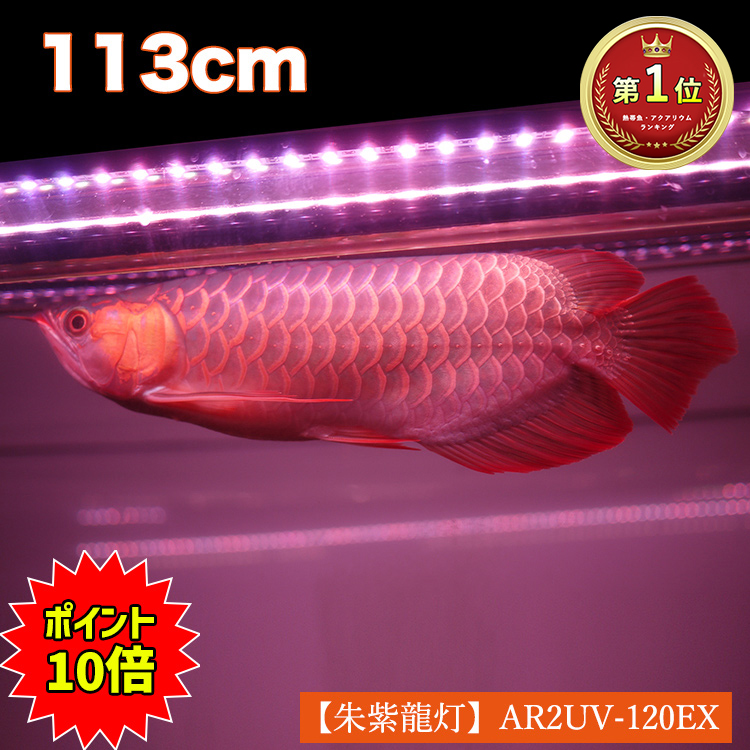 楽天市場】アロワナ ライト 紫外線40％ 180cm水槽用 紅龍 朱紫龍灯 UV