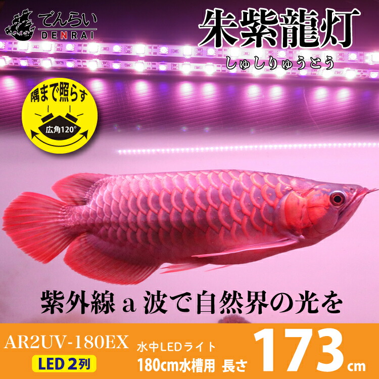 ポイント倍 アロワナ ライト 紅龍 180cm水槽用 朱紫龍灯 リバイブソード Ex Led 2列 Uv A波 日焼け 効果 色揚げ 水中 照明 水中蛍光灯 アクアリウム 熱帯魚 アジアアロワナ ディスカス でんらい Ar2 180uv Ex Csecully Fr