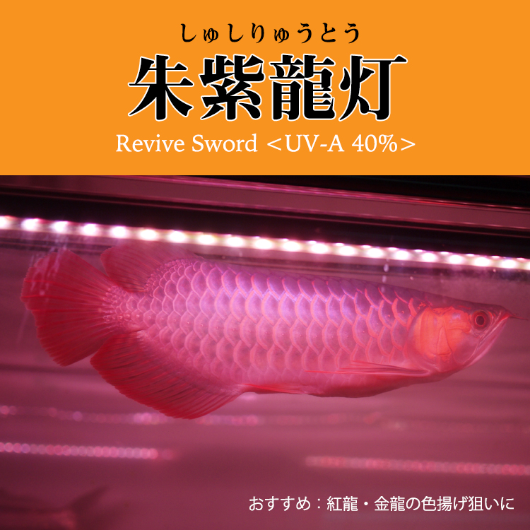 楽天市場 アロワナ ライト 紅龍 90cm水槽用 朱紫龍灯 リバイブソード Ex Led 2列 Uv A波 日焼け 効果 色揚げ 水中 照明器具 水中 蛍光灯 アクアリウム 熱帯魚 アジアアロワナ ディスカス でんらい Ar2 90uv Ex 送料無料 でんらい