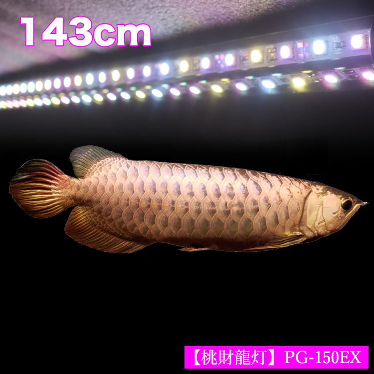 選ぶなら ディスカス アジアアロワナ 熱帯魚 アクアリウム 水中蛍光灯 照明器具 水中 2列 Led Ex プレミアムゴールド 光鉛龍灯 150cm水槽用 過背金 金龍 ライト アロワナ でんらい Ag Ex 送料無料 Ag150 Ex 水槽 アクアリウム Williamsav Com