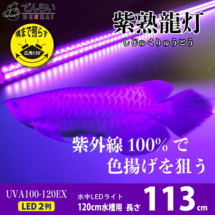 アロワナ とぼし 紫外伍100 口紅ドラゴン 金龍 1cm溜桶代金 紫大して龍灯かり 夜分メロー Ex Led 2筋 水中 照明灯物の具 水中螢光灯 水族館 熱帯フィッシュ アジアアロワナ でんらい Uv100 A 1ex 送料無料 Vned Org