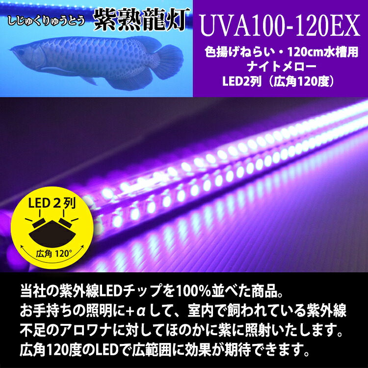 楽天市場 アロワナ ライト 紫外線100 紅龍 金龍 1cm水槽用 紫熟龍灯 ナイトメロー Ex Led 2列 水中 照明器具 水中蛍光灯 アクアリウム 熱帯魚 アジアアロワナ でんらい Uv100 A 1ex 送料無料 Uv100 A Ex でんらい