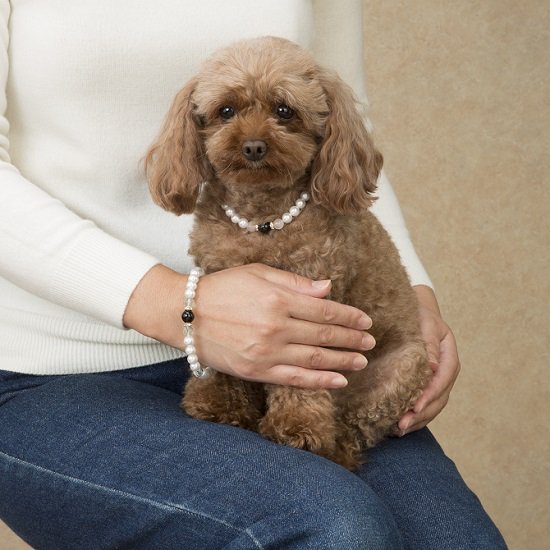 静電気防止 静電気除電 ブレスレット パール クォーツ ペットネックレス 犬 猫 除電ブレスレット 静電気対策 小型犬 中型犬 大型犬 アクセサリー オーナー お揃い 同梱不可 送料無料対象外 レビューでクーポンプレゼント 品多く