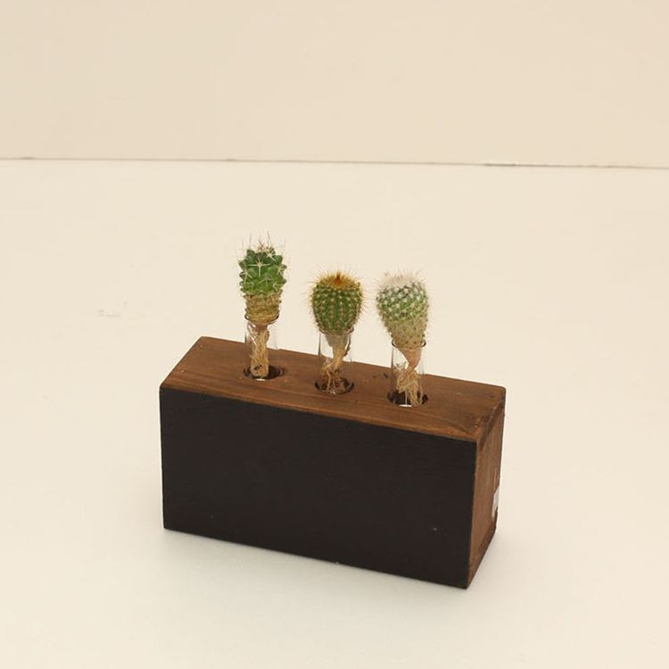 水耕サボテン Spice 12個 ブラックボードベース 12個 植物 スパイス 水耕栽培花 ガーデン Diy 多肉 多肉 サボテン フラワーベース ガーデン 8s16 試験管風 水耕栽培 Desir De Vivre