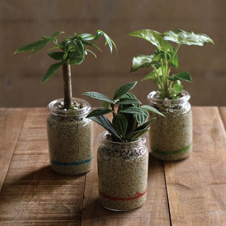 Spice スパイス Spice Of Life ラボガラスリムライン 観葉 植え込み カラーサンド Mug 18個 ガーデン 植物 観葉植物 水耕栽培 ハイドロボール グリーン Mergertraininginstitute Com