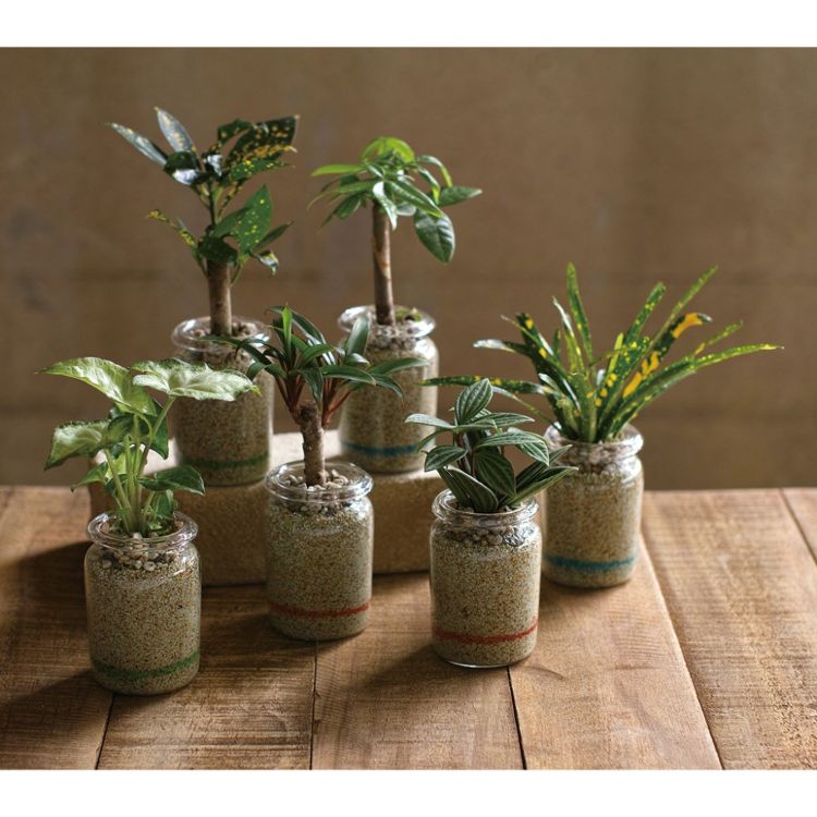 Spice スパイス Spice Of Life ラボガラスリムライン 観葉 植え込み カラーサンド Mug 18個 ガーデン 植物 観葉植物 水耕栽培 ハイドロボール グリーン Mergertraininginstitute Com