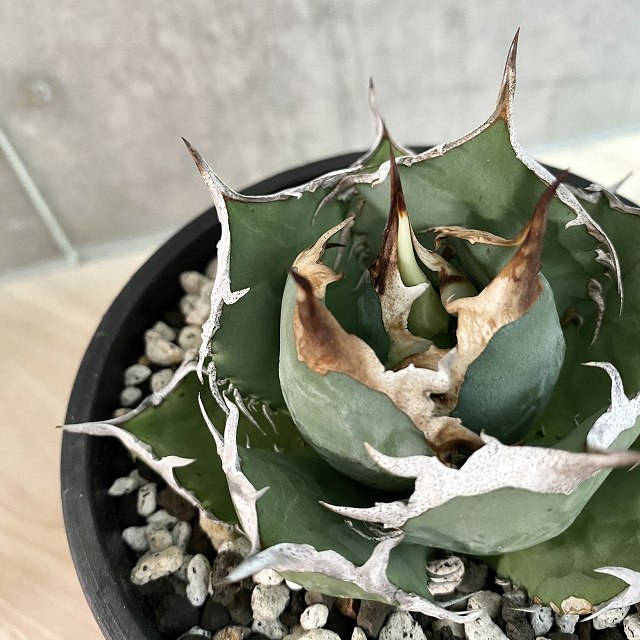 品質保証 人気agave Titanota アガベ チタノタ 観葉植物 多肉植物 インテリア 美株 鉢込み発送 発根済み Listyc