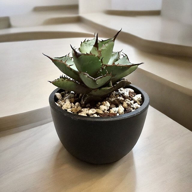 楽天市場】agave titanota アガベ チタノタ 【子株5つ付き】【観葉植物