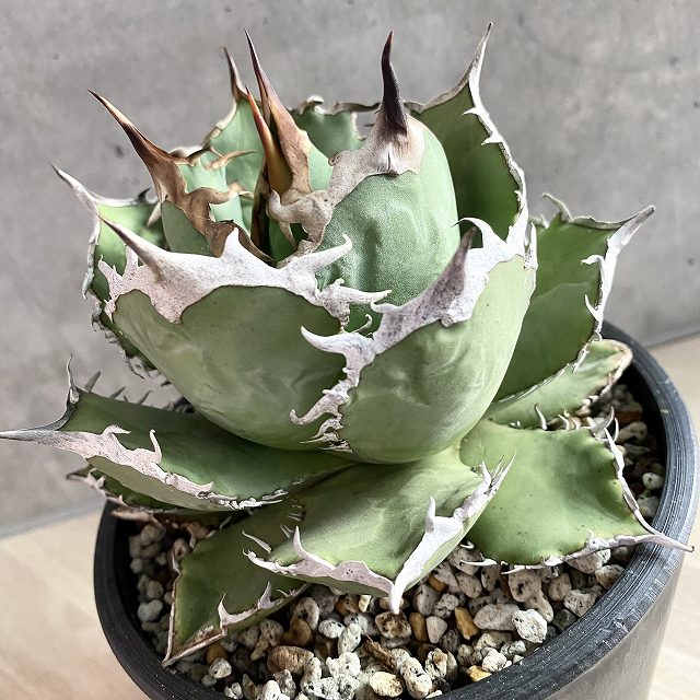 人気セール 新品agave Titanota Fo O57 アガベ チタノタ Fo O57 観葉植物 多肉植物 インテリア 美株 鉢込み発送 発根済み Listyc