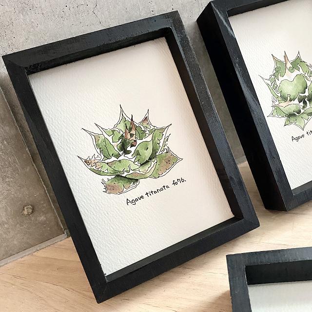 楽天市場】agave titanota painting / アガベ チタノタ