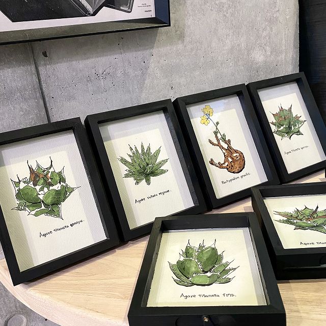 Succulents Or Tuberous Plant Order Painting 多肉植物 塊根植物 オリジナル オーダーデザイン画 Agave アガベチタノタ Saboten Cactus サボテン カクタス 額入り 観葉植物 多肉植物 オリジナル オーダー インテリア Educaps Com Br