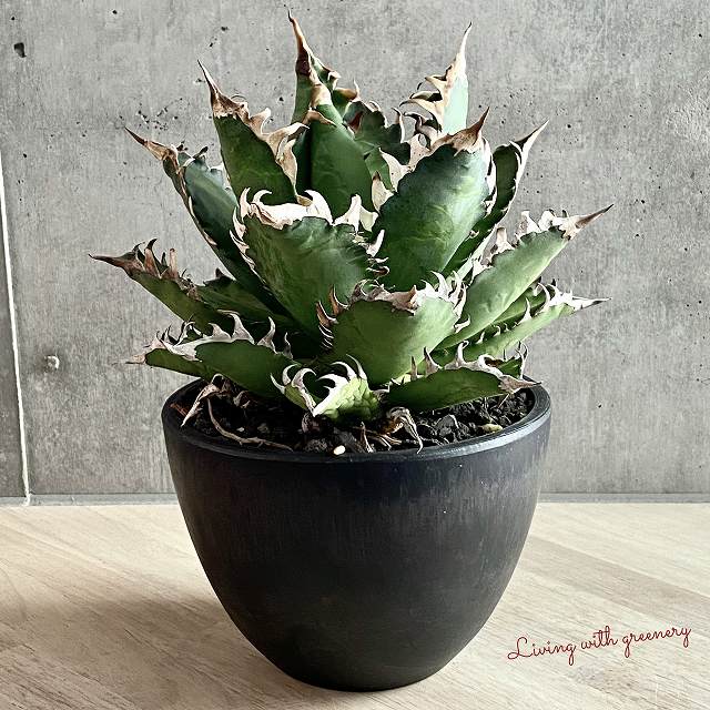 激安ブランド Agave Titanota Red Catweazle アガベ チタノタ レッドキャット ウィーズル 観葉植物 多肉植物 インテリア 美株 鉢込み発送 発根済 Listyc Kras Kiss Ru