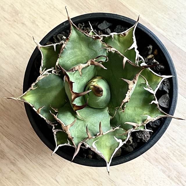 Agave Titanota Fo 076 Caesar アガベ チタノタ Fo 076 シーザー 観葉植物 多肉植物 ファーニチャー 美株式 碗込み急便 発根済み Damienrice Com