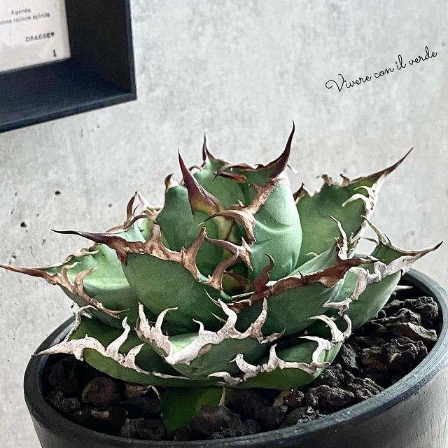 Agave Titanota Fo 076 Caesar アガベ チタノタ Fo 076 シーザー 観葉植物 多肉植物 ファーニチャー 美株式 碗込み急便 発根済み Damienrice Com